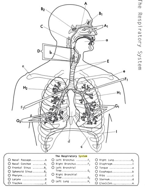 Respiratory System Diagram Unlabeled
