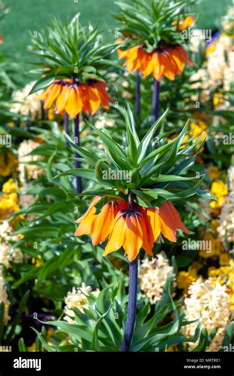 Sunset Fritillaria Imperialis Crown Imperial Imperial Fritillary Or