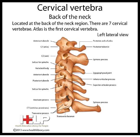 Cervical Vertebra Back Of Neck Health Library Cervical Vertebrae