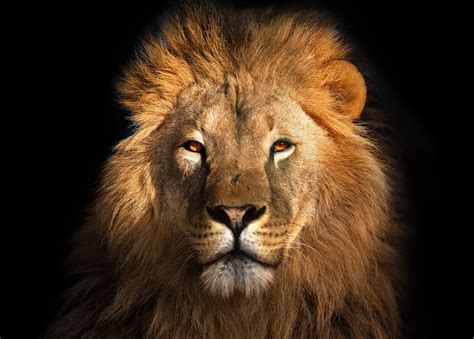 Lions Images Over 117573 Lion Pictures To Choose From With No