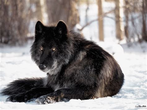 Black Wolf Dog Zeus Sitting Out In The Sun 20 Degrees Flickr