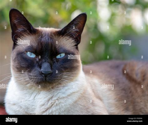 Seal Point Siam Cat Hi Res Stock Photography And Images Alamy