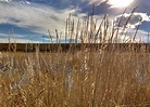 Dry Fall Prairie Grass Close Up Picture | Free Photograph | Photos ...