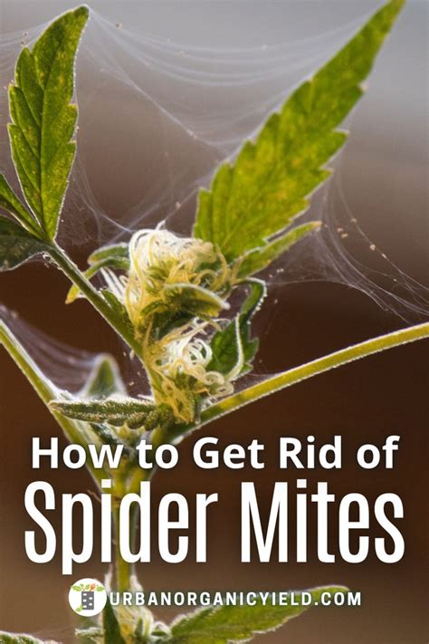 Spider Mites On Plants And How To Get Rid In Spider Mites How