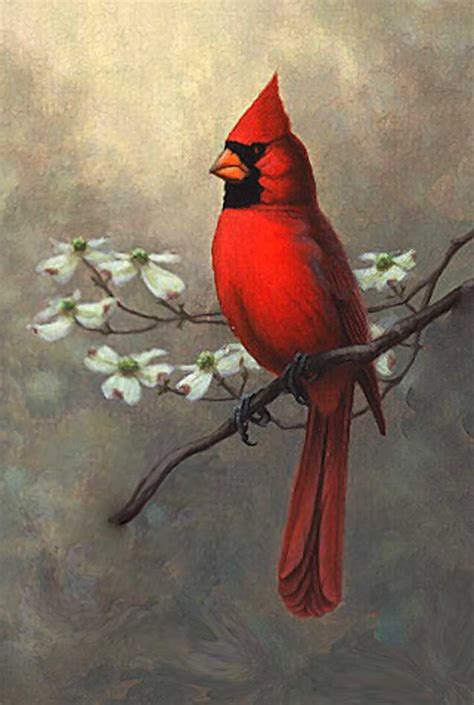 Cardinal Cardinal Birds Art Red Birds Cardinal Drawing Birds