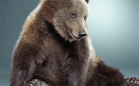 Animals Humor Funny Smiling Sitting Bears Hd Wallpapers