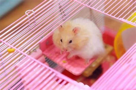 Natural Hamster Cage Ideas Including 13 Examples To Inspire You