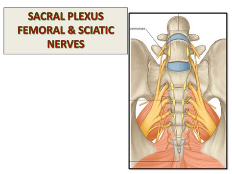 Sacral Plexus Sciatic And Femoral Nerves