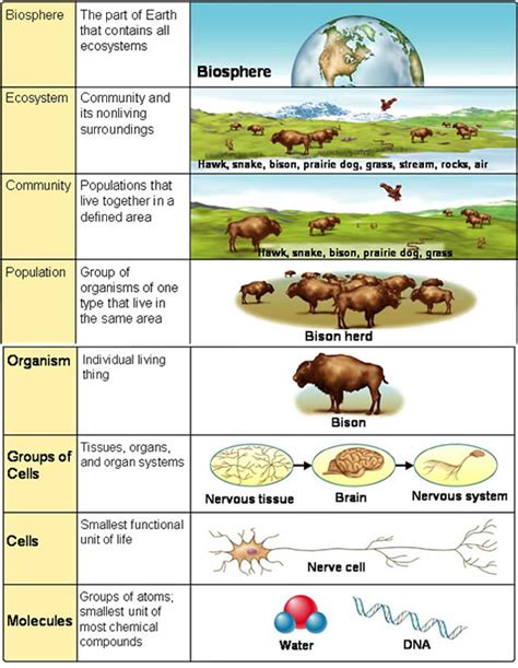 Levels Of Biological Organization The Study Of Life