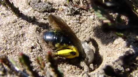 A Sand Bees 9 Minutes Dig To Comfort Youtube