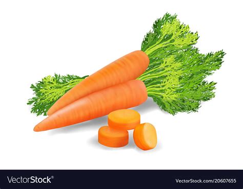 Carrots With Leaves Royalty Free Vector Image Vectorstock