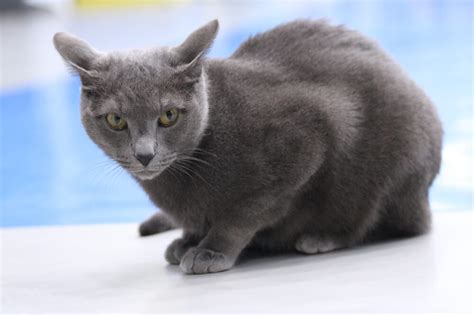 Russian Blue Cat Breed Facts Origin History And Personality Traits