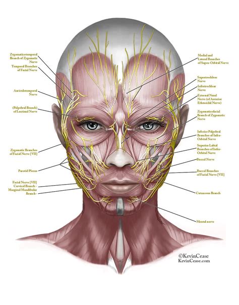Resultado De Imagen De Face Anatomy Muscle Anatomy Facial Anatomy