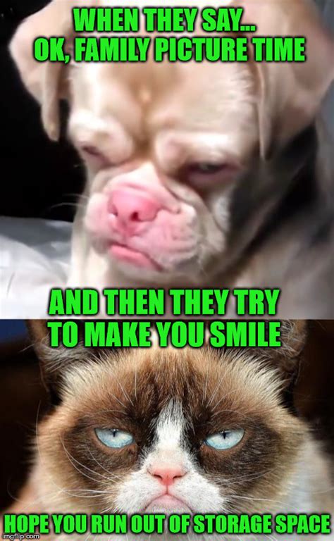 Grumpy Dog Memes And S Imgflip