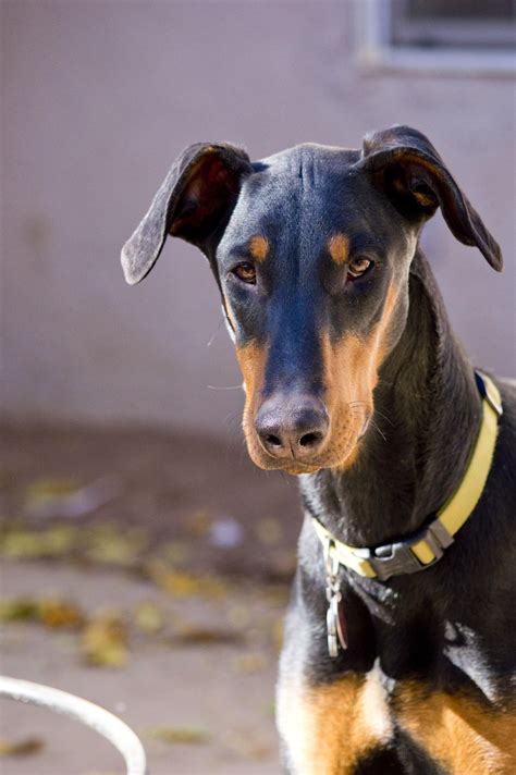 Doberman Pinscher With Natural Ears Uncropped As Nature Intended Them