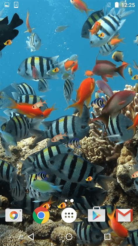 Aquarium Live Wallpaper Apk For Android Download