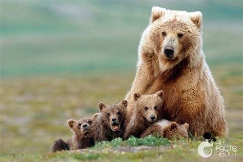 Interesting Facts About Bears All Facts About