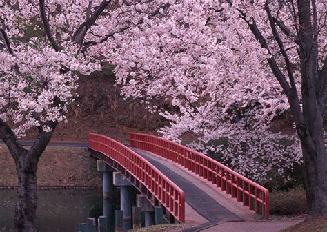 Cherry Blossoms Amazingly Beautiful Photos Stories Japanese Nature