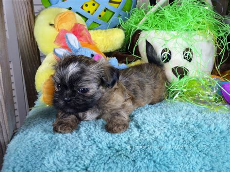 Cute Dog Names For A Girl Shih Tzu List With Meanings