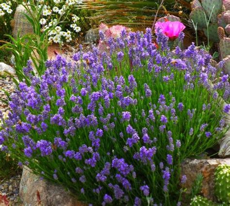 Dwarf Lavender Plants Uk Plants Fa