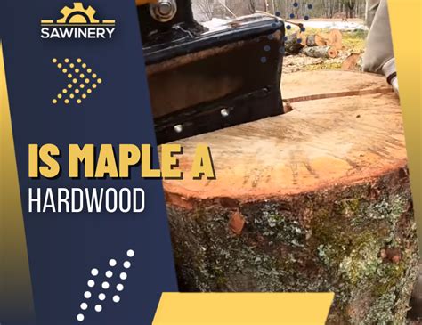 Is Maple A Hardwood Or Softwood Soft Maple Vs Hard Maple Best