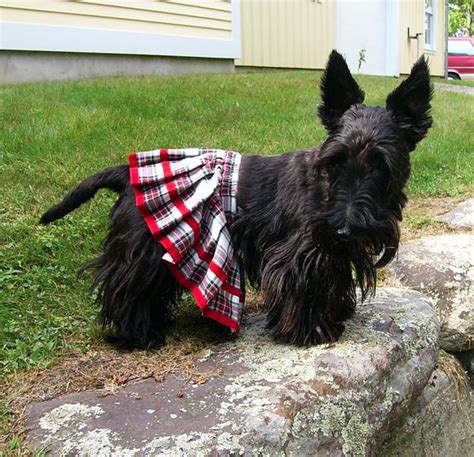 Kilt West Highland Terrier Dog Costumes Terrier Dogs Westies Little
