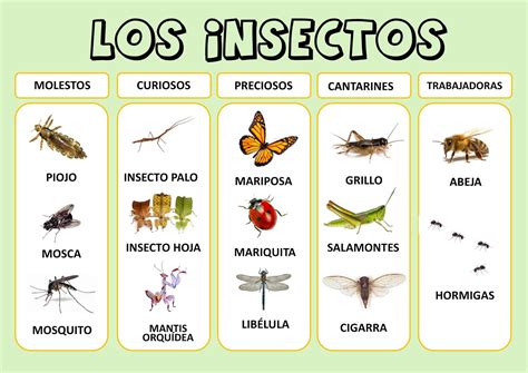 Total 65 Imagen Imagenes De Insectos Con Nombres