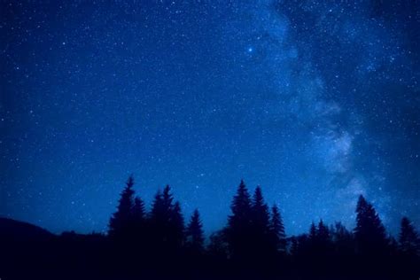 Starry Night Sky Over Pine Forest Stock Photos Pictures And Royalty Free