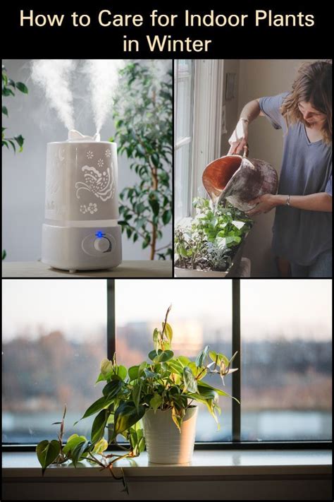 Clearly Keeping Your Plants Indoors For The Winter Will Help Them