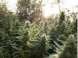 Growing Marijuana Com Outdoors Pictures
