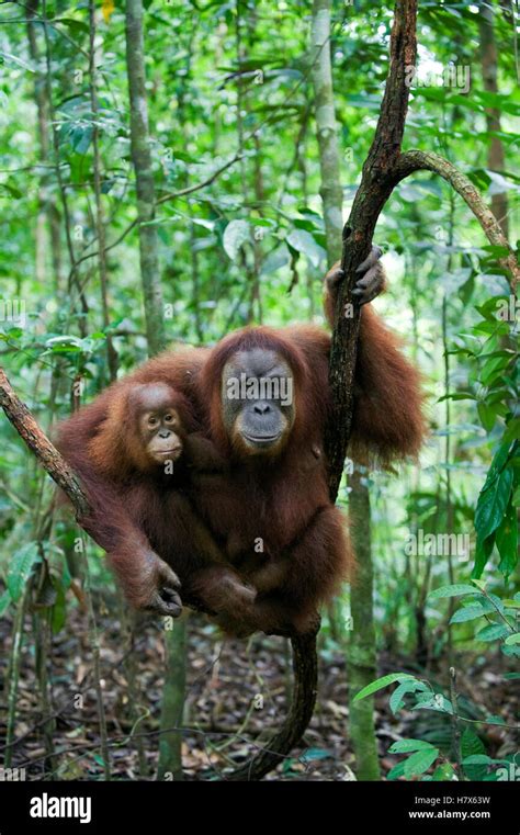 Sumatran Orangutan Pongo Abelii Mother And Two And A Half Year Old