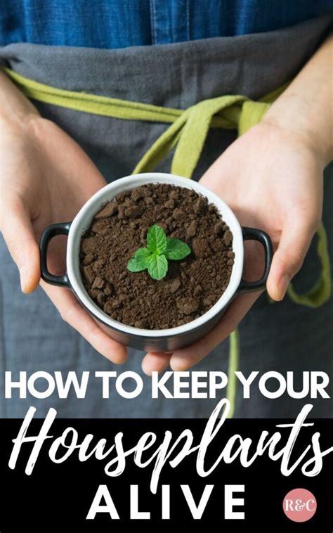 How do you keep roses alive? How to Keep Your Houseplants Alive - Roses and Cardamom ...