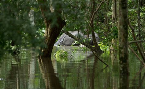 Assam Floods Affect 16 Lakh People Kaziranga National Park Under Water Photos News Firstpost