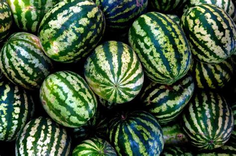 History Of Watermelons The Watermelon Of The Past Is Almost