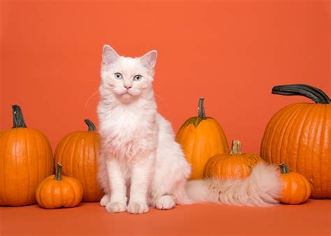 In fact, in certain places in the world such as brazil, cat owners feed their cats pumpkin seeds (quarter cats can eat many things that they should not necessarily eat. Can Cats Eat Pumpkin: Is It Safe? - Petsoid
