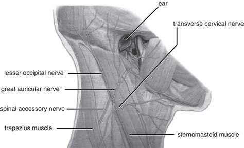 Outline Of The Superficial Branches Of The Relevant Cervical Nerves