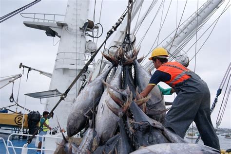 El Sector Pesquero De Ecuador Valora Positivamente Los Avances Contra
