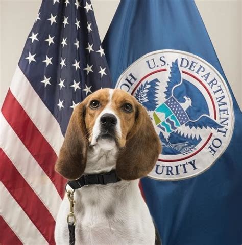 Roasted Pig Stopped By Atlanta Customs Border Protection Beagle