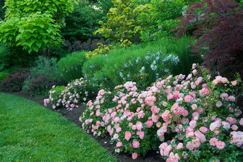 How To Plant Beautiful Garden Borders Garden Borders Beautiful