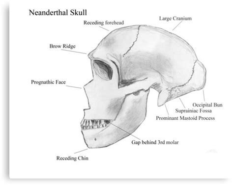 Neanderthal Skull Metal Print By Camerawithlegs Redbubble