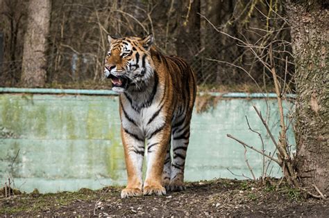 The Siberian Tigerpanthera Tigris Altaica In The Zoo Stock Photo
