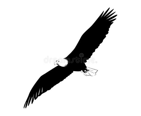 Bald Eagle Flying Hand Draw Sketch Black Line On White Background Stock