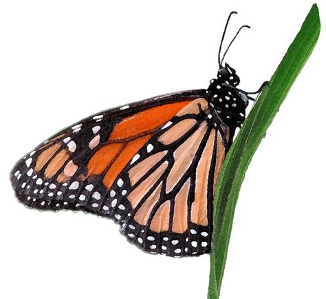 Free Real Butterfly Cliparts Download Free Real Butterfly Cliparts Png