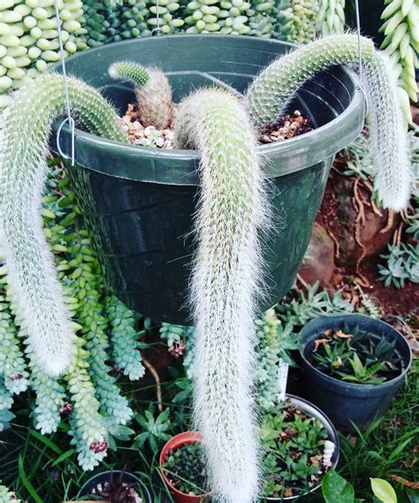 The Soft Monkey Tail Cactus What You Need To Know Succulent City