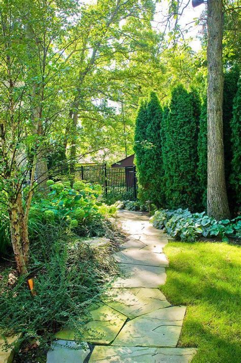 Green Giant Arborvitae Landscaping Landscape Traditional With Backyard