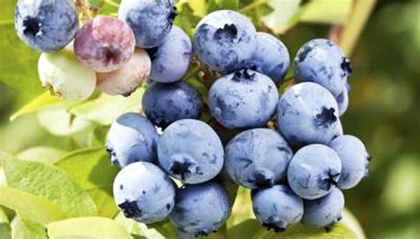 Blueberry Plants For Zone 3 Or 4 Garden Guides