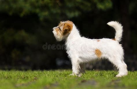 Dog Jack Russell Terrier Standing Sideways Stock Image Image Of