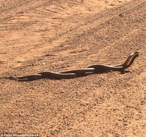 Omg Watch Shocking Moment Two Giant Snakes Fight Each Other For