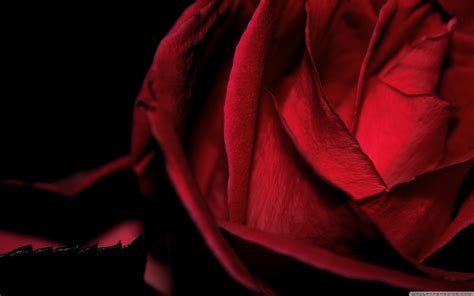 Red Roses On Black Background ·① Wallpapertag