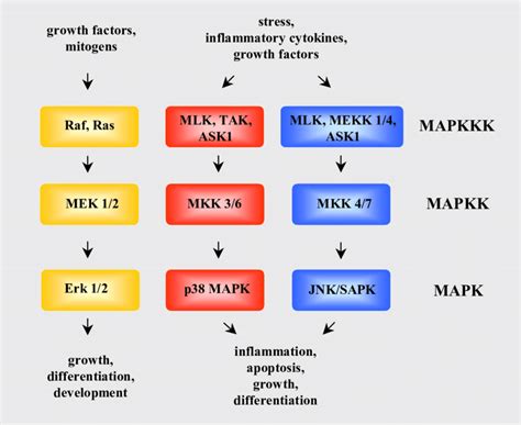 Schematic Illustration Of The Mapk Signalling Cascade Download Scientific Diagram